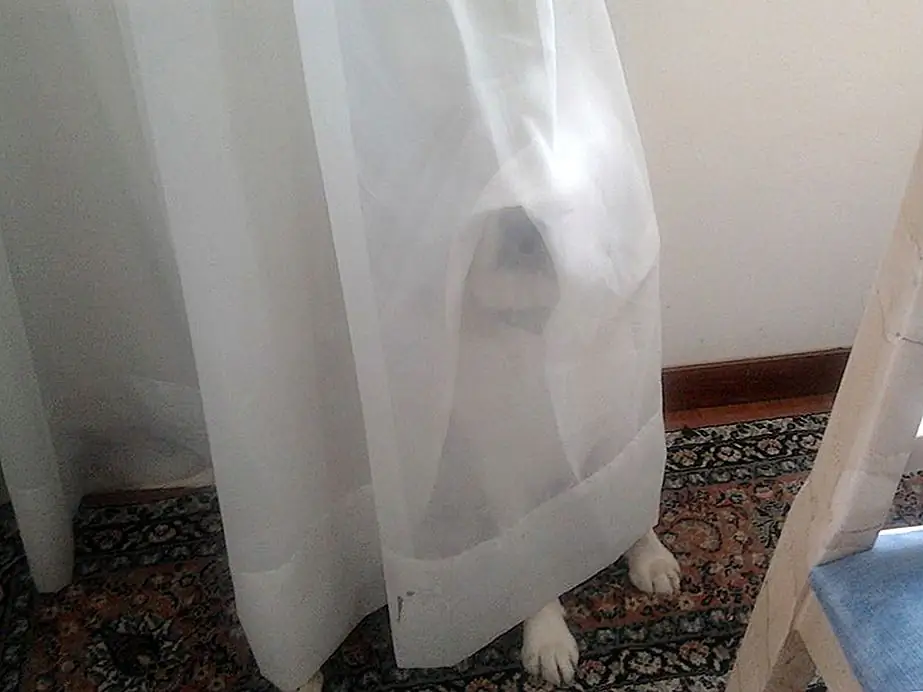 Фото предоставлено Сусаной С. «Мерфи».