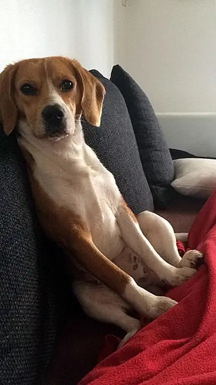 Фото предоставлено: «Идиллия» Аурелиена Д.