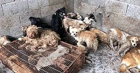Фестиваль мяса собаки Юйлинь: история страданий и противоречий