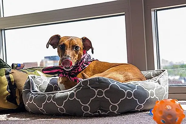 Для щенков, которым скучно и тревожно, Pet Health Network предлагает умственное и физическое обогащение. Игрушки-пазлы, игра один на один и регулярные физические упражнения помогут вашей собаке расслабиться. Когда он начнет чувствовать себя лучше эмоционально, импульс лизать, скорее всего, исчезнет. Для щенков, которым скучно и тревожно, Pet Health Network предлагает умственное и физическое обогащение. Игрушки-пазлы, игра один на один и регулярные физические упражнения помогут вашей собаке расслабиться. Когда он начнет чувствовать себя лучше эмоционально, импульс лизать, скорее всего, исчезнет.