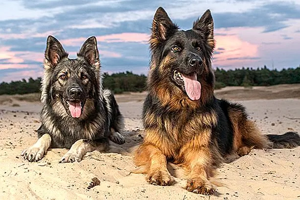 Источник изображения: @HaroldMeerveld через Flickr