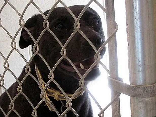 Источник изображения: @HenryCountyHumanSociety через Flickr Источник изображения: @HenryCountyHumanSociety через Flickr