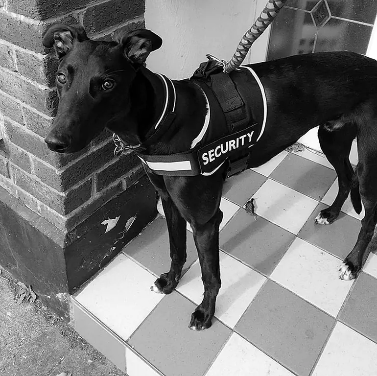 Принятие отставных гоночных борзых как домашних животных