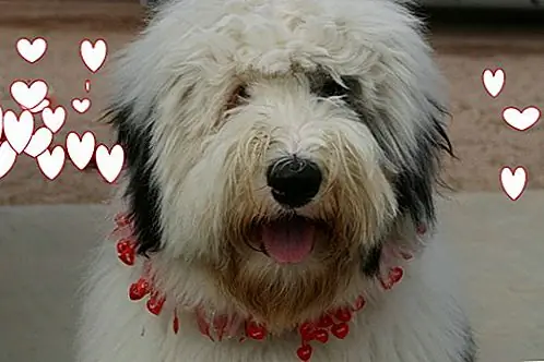 Моя старая английская овчарка Чудо смотрит на меня с обожанием, и я чувствую прилив любви, когда я похлопываю ее по голове и говорю ей, что она моя «малышка», «лучшая собачка в истории». Но чувствует ли моя собака такая же любовь ко мне, что я испытываю к ней? Большинство любителей собак скажут вам решительно и без колебаний, что, конечно, их собака любит их обратно. Однако многие бихевиористы в течение многих лет утверждали, что поведение собаки, которое мы воспринимаем как любовь, на самом деле является просто уловкой, чтобы получить награду или внимание. Но хорошие новости - недавние научные исследования доказывают, что между собаками и их владельцами действительно существует взаимная любовь.