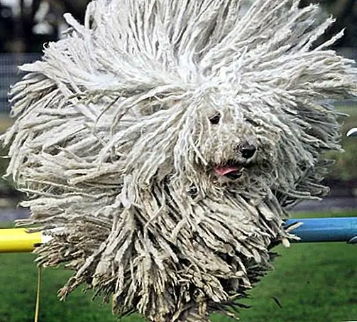 Факты о венгерских пули: The Mop Dog