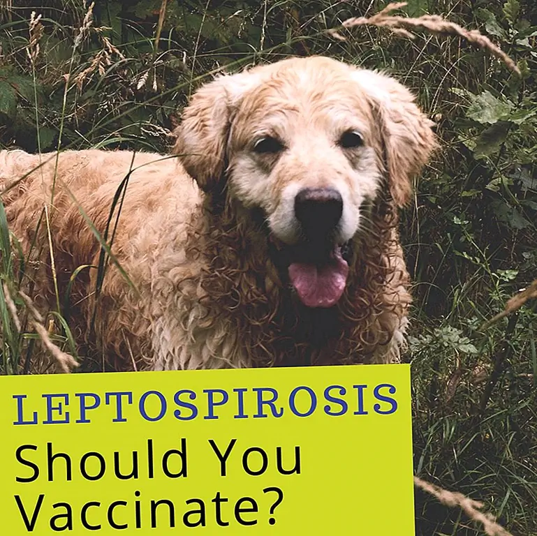 Вакцина Lepto4 опасна для собак?
