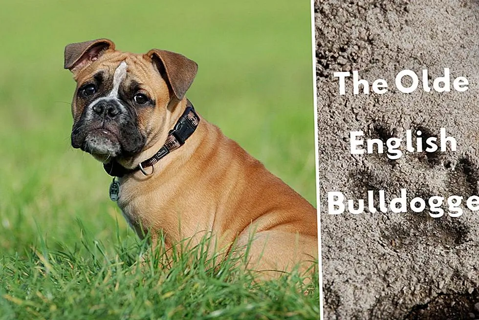 Olde English Bulldogge Информация и факты: Подходит ли эта порода собак для вас?