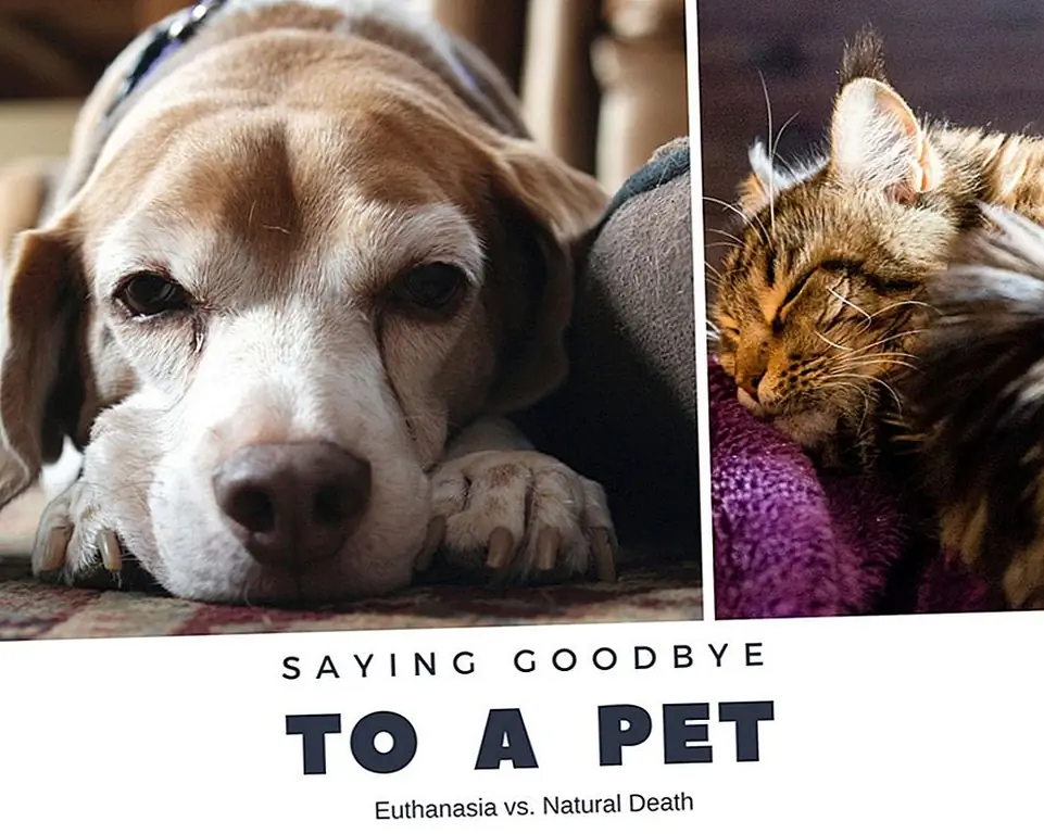 Эвтаназия домашних животных против естественной смерти