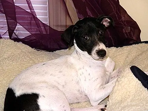 Я дрессировщик собак для цепочки зоотоваров, и мне бы хотелось, чтобы «Лента предостережения» с прохода с подушками для мочи в нем, повесила знак мокрого пола перед ним, подбросила лестницу с повисшим электрическим оборудованием и тогда, возможно, я бы поместил парня в костюм биологической опасности с надписью "Эбола!" перед ним просто держать людей подальше. Когда я отгоняю людей от наших продуктов, которые, на мой взгляд, являются дерьмовыми (ошейники, сырые шкуры, научная диета), я должен быть очень осторожен с этим. Но я бы хотел начать ракетную атаку в проходе крошечных площадок, правда.