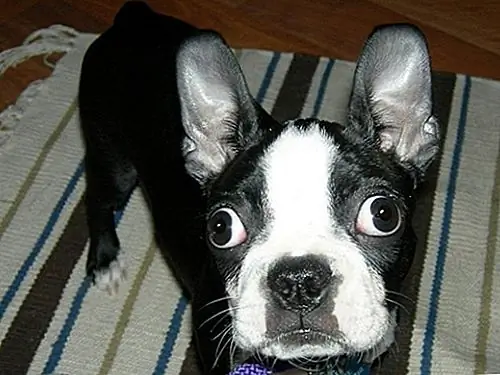 Что делать, когда ваша собака не ест: один простой совет