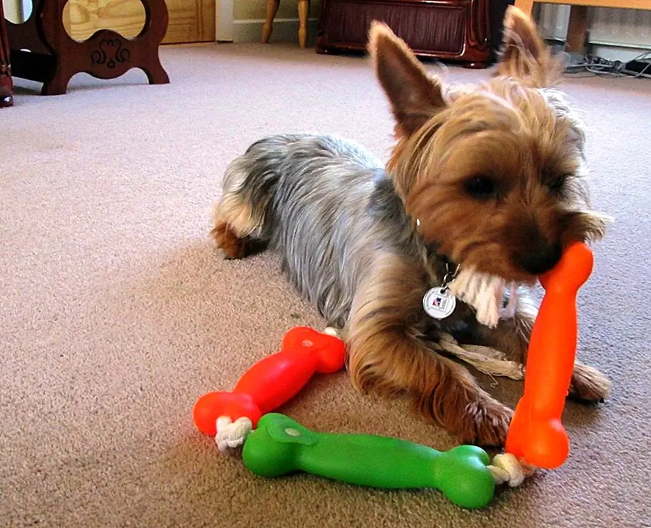 Почему играть в игры с собакой помогает