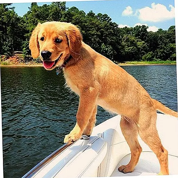 Источник изображения: @ Pawstruck.com Источник изображения: @ Pawstruck.com