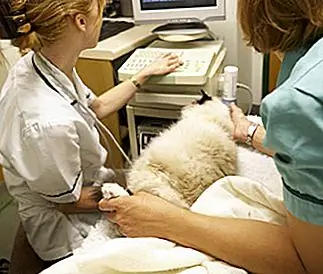 5 причин, по которым ветеринарная помощь стоит так дорого