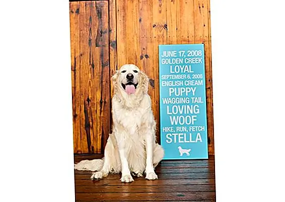 Pet Wall Art