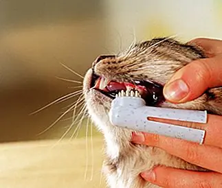 Я плохой владелец домашнего животного, если я не чищу зубы своей кошке?