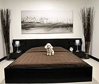 D Pet Hotel Дворняжка проверяет свой номер в D Pet Hotel в Голливуде, штат Калифорния. D Pet Hotel Дворняжка проверяет свой номер в D Pet Hotel в Голливуде, штат Калифорния.