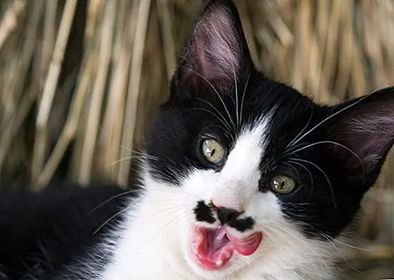 Животные с усами "Movember"