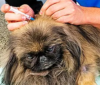 Вакцина Bordetella для собак и кошек