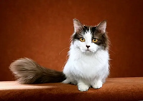 Хельми Флик, Животная фотография