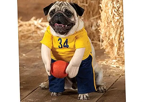 PetSmart