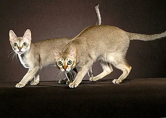 Хельми Флик, Животная фотография