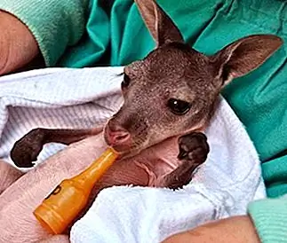 Оклендский зоопарк 5-месячного сироты Wallroo кормят из бутылочки и держат в импровизированной сумке в Оклендском зоопарке. Оклендский зоопарк 5-месячного сироты Wallroo кормят из бутылочки и держат в импровизированной сумке в Оклендском зоопарке.