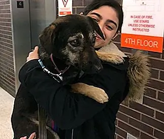 Animal Haven / Facebook Pandy в безопасности и ждет усыновителя в Animal Haven после прогулки во время шторма в Нью-Йорке во вторник. Animal Haven / Facebook Pandy в безопасности и ждет усыновителя в Animal Haven после прогулки во время шторма в Нью-Йорке во вторник.