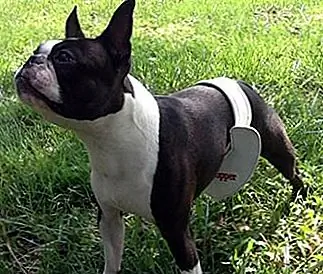 Создание Стад Стопер