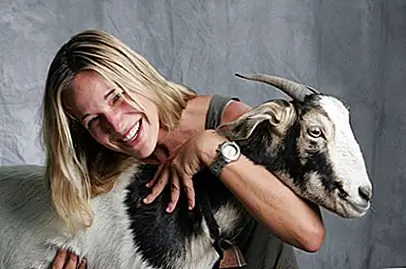 Обманчивые вещи, которые делают ветеринары