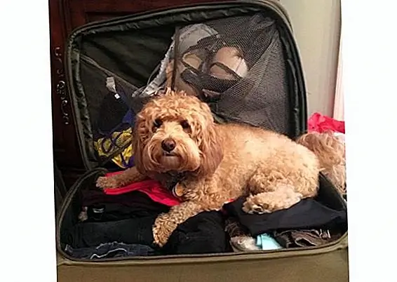 kodydoodle через Instagram