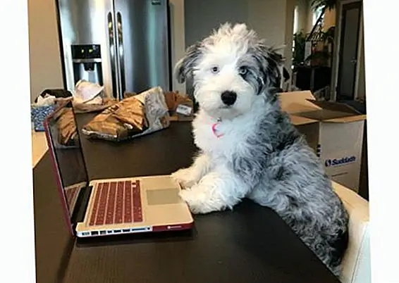 seager the aussiedoodle через Instagram