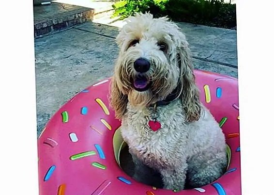 honey doodle через Instagram