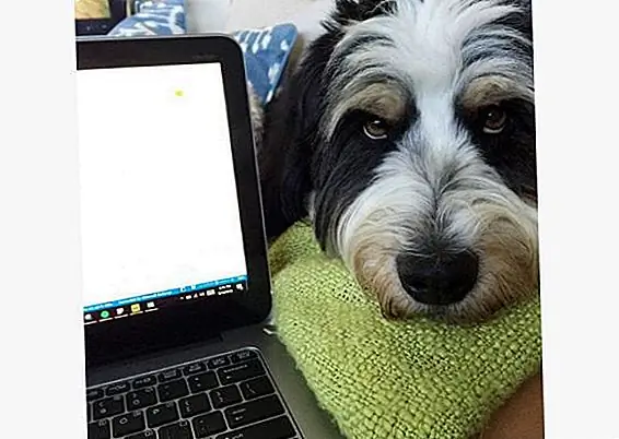 stella.the.bernedoodle через Instagram