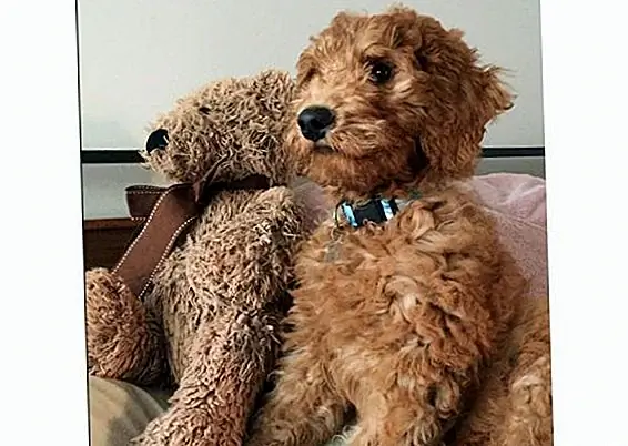 georgie.girl.the.goldendoodle через Instagram