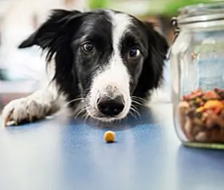 Собака, сидящая на диете: печенье не считается, если вас никто не видит