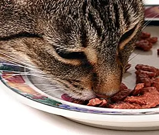 Дилемма о том, чем кормить старых кошек