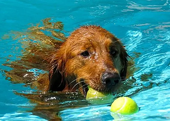 Герцог, игривая Золотая, забирает игрушки из бассейна, чтобы немного повеселиться на солнце!