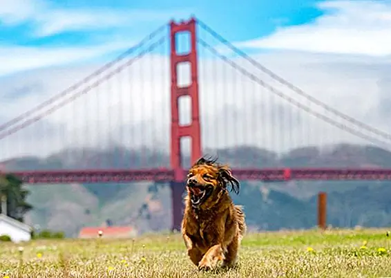 Дни собаки никогда не выглядели так мило