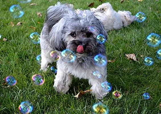 Бин, Havanese, любит играть с пузырьками в тени в солнечные дни