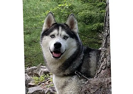 Кристал, сибирская лайка, любит летние походы со своими людьми