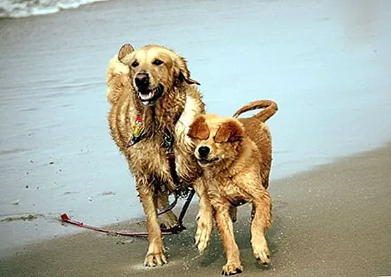 Зои и Зефи (Золотые ретриверы) знают, что лучший способ провести теплый день с друзьями, и где-нибудь они могут быстро окунуться, когда температура начинает повышаться!
