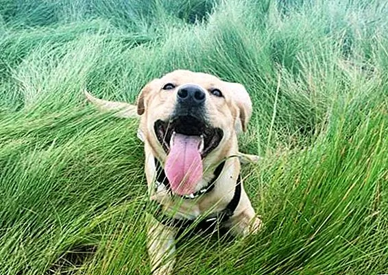 Мэнни - это лаборант, предпочитающий проводить свои летние дни, отдыхая в траве в парке