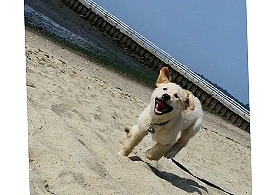 Майлз, золотистый ретривер, счастлив, когда он становится пляжным бомжом!