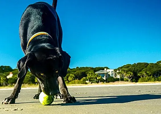 Сэм, сочетание Lab / Pointer, любит играть в игры круглый год, но особенно летом, когда он может играть в них на пляже!