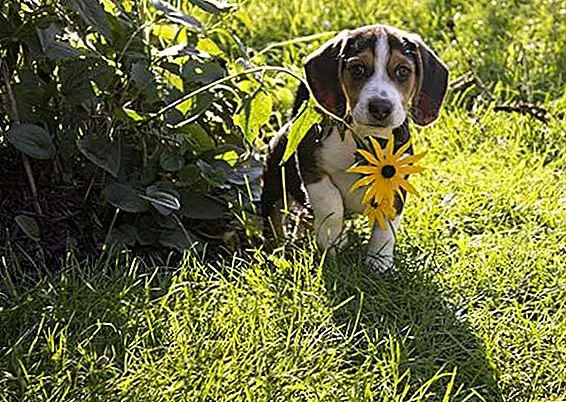 Этот милый щенок Бигля по кличке Медведь хочет, чтобы вы знали, что вы всегда должны уделять время, чтобы остановиться и понюхать цветы, как бы ни было жарко на улице!