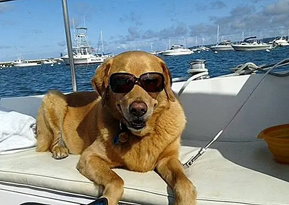 Когда этого прохладного сочетания Golden / Lab нет в воде, Поттер наслаждается стильным отдыхом на лодке