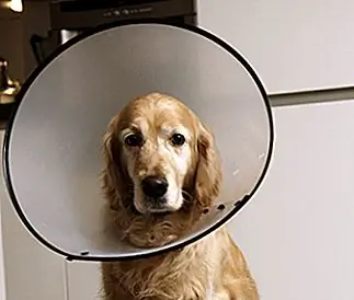 Страшный электронный ошейник: почему он лучше всего подходит для лечения ран