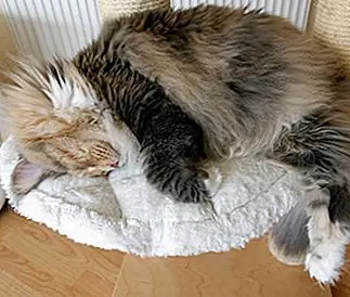 Почему моя кошка не спит со мной в постели?
