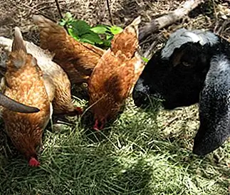 Тюльпан собирает семена вместе со своими куриными собратьями. Тюльпан собирает семена вместе со своими куриными собратьями.