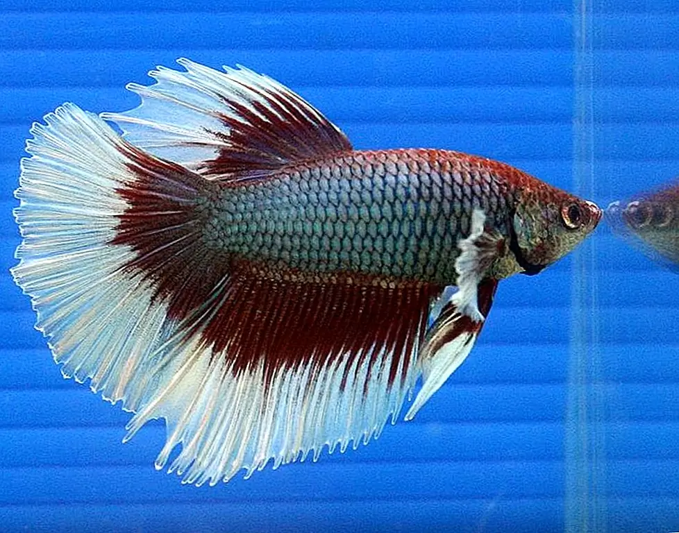 Почему одно-галлонные аквариумы вредны для Betta Fish